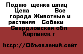 Подаю. щенка шпиц  › Цена ­ 27 000 - Все города Животные и растения » Собаки   . Свердловская обл.,Карпинск г.